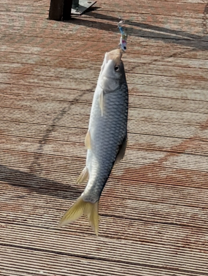 VibeCatch Elite: Pro-Vibration Sinking Lure